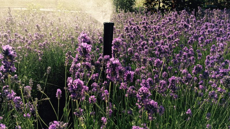 Aanleg van een compleet beregeningysteem met pop-up sproeiers.